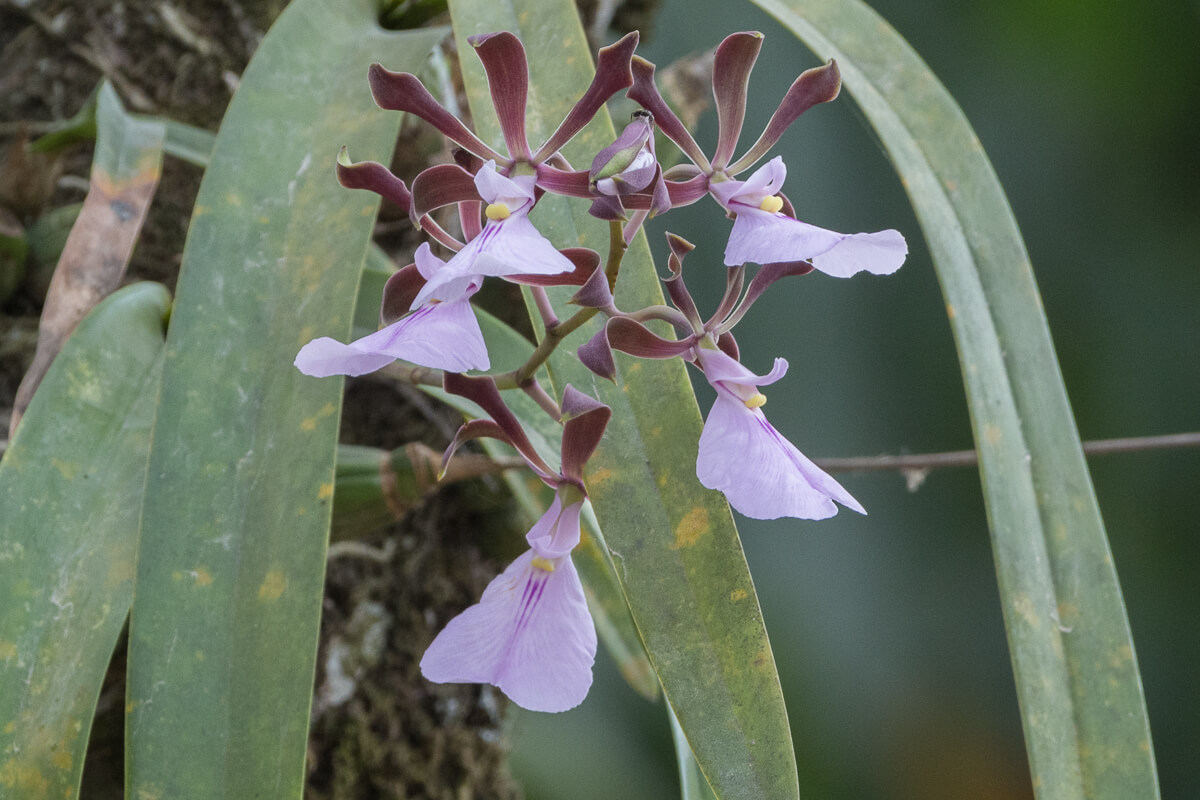 Encyclia cordigera